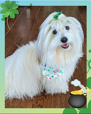 St. Pat's Pot of Gold Coton de Tulear 